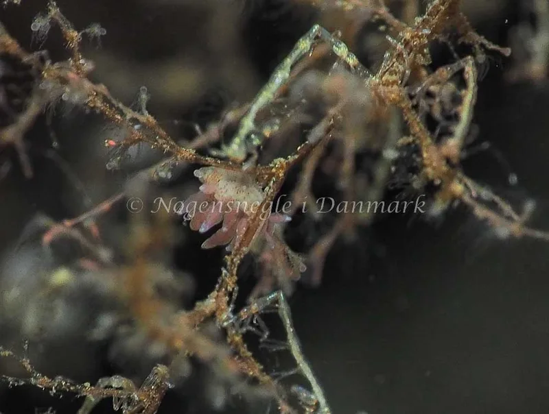 Eubranchus rupium - Kollund Lillestrand - Foto: Jens Egon Jørgensen
