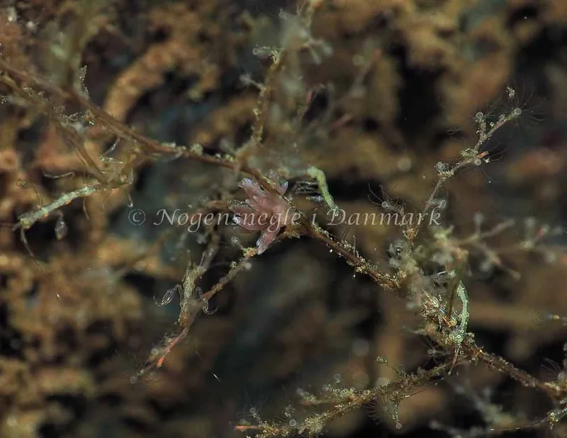 Eubranchus rupium - Kollund Lillestrand - Foto: Jens Egon Jørgensen