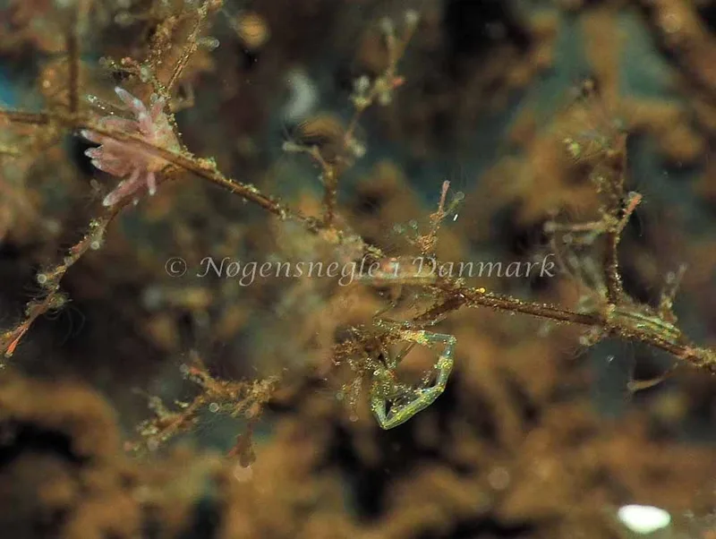Eubranchus rupium - Kollund Lillestrand - Foto: Jens Egon Jørgensen