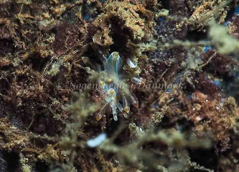 Amphorina viriola - Kollund Lillestrand - Foto: Jens Egon Jørgensen