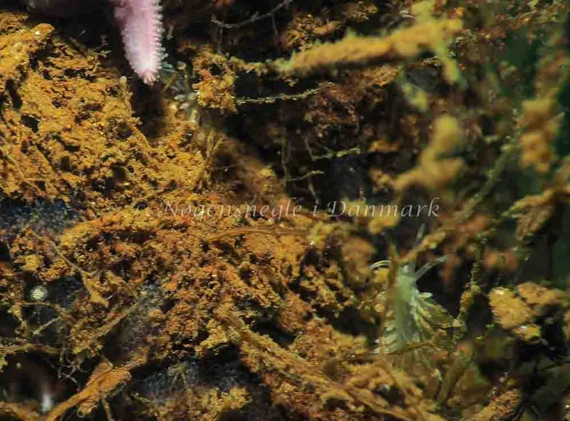 Amphorina viriola - Kollund Lillestrand - Foto: Jens Egon Jørgensen