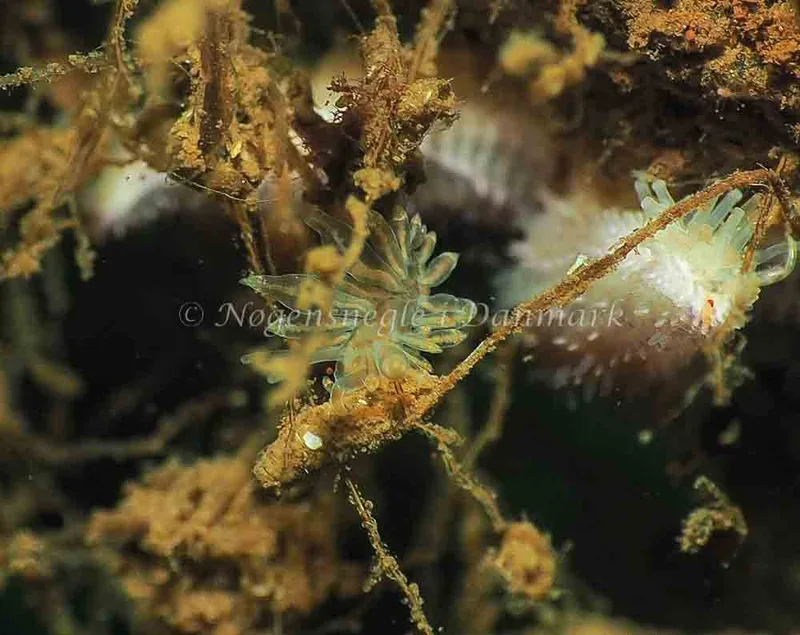 Amphorina viriola - Kollund Lillestrand - Foto: Jens Egon Jørgensen