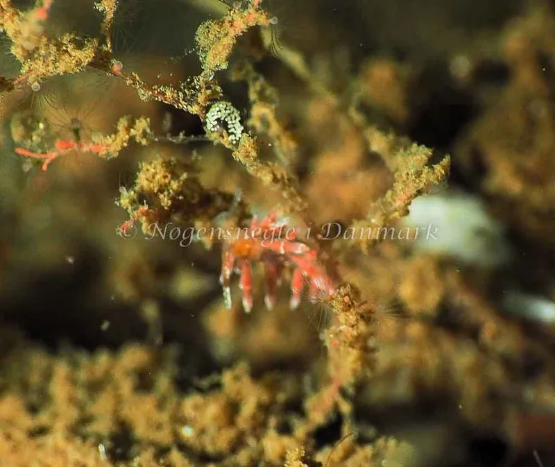 Eubranchus scintillans - Kollund Lillestrand - Foto: Jens Egon Jørgensen