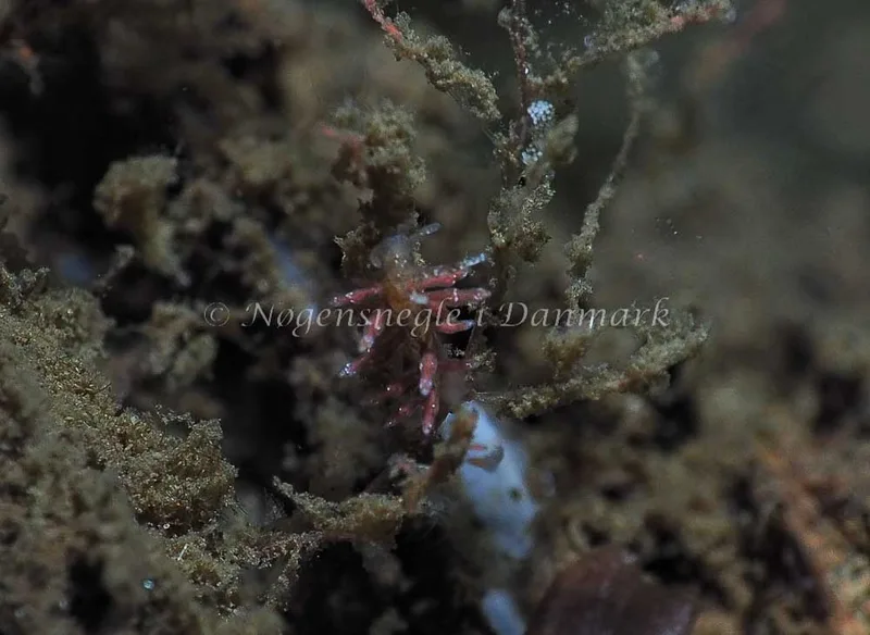 Eubranchus scintillans - Kollund Lillestrand - Foto: Jens Egon Jørgensen