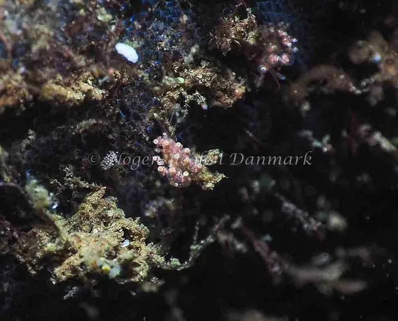 Eubranchus scintillans - Kollund Lillestrand - Foto: Jens Egon Jørgensen