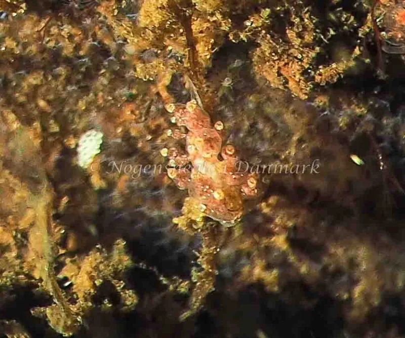 Eubranchus scintillans - Kollund Lillestrand - Foto: Jens Egon Jørgensen