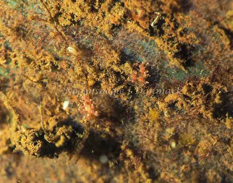 Eubranchus scintillans - Kollund Lillestrand - Foto: Jens Egon Jørgensen