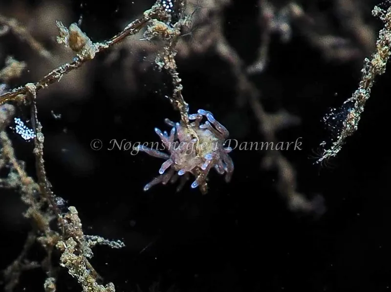 Eubranchus rupium - Kollund Lillestrand - Foto: Jens Egon Jørgensen