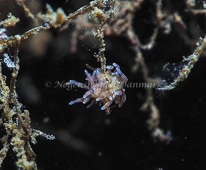 Eubranchus rupium - Kollund Lillestrand - Foto: Jens Egon Jørgensen