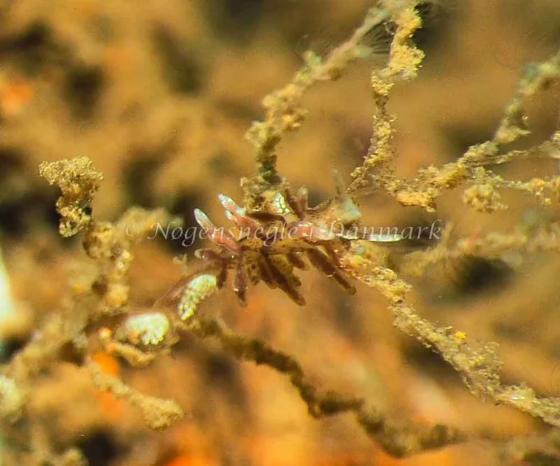 Eubranchus rupium - Kollund Lillestrand - Foto: Jens Egon Jørgensen