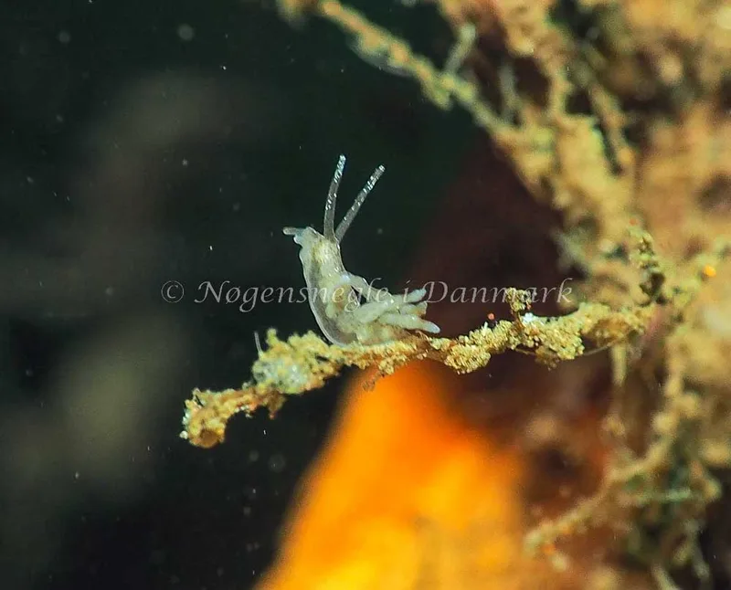 Eubranchus rupium - Kollund Lillestrand - Foto: Jens Egon Jørgensen