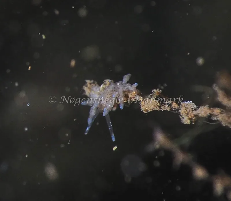Eubranchus rupium - Kollund Lillestrand - Foto: Jens Egon Jørgensen