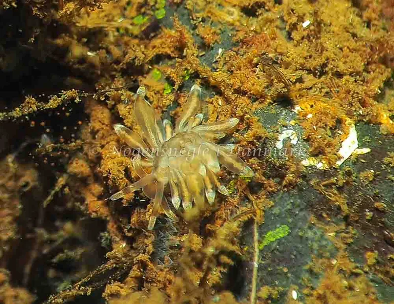 Amphorina viriola - Kollund Lillestrand - Foto: Jens Egon Jørgensen