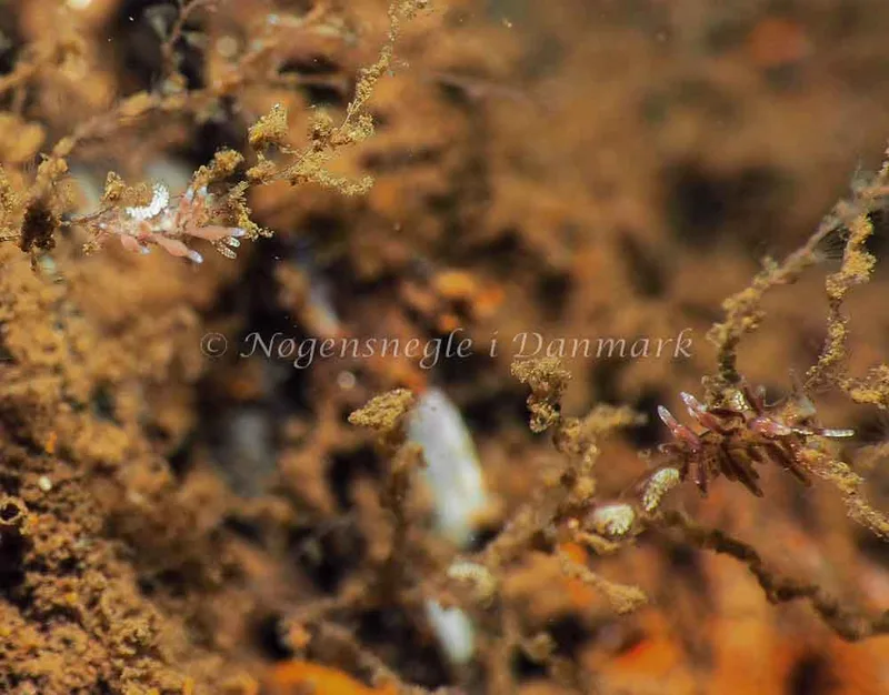 Eubranchus rupium - Kollund Lillestrand - Foto: Jens Egon Jørgensen