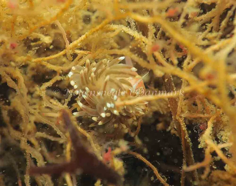 Facelina bostoniensis - Lyngsbo Strand - Foto: Jens Egon Jørgensen