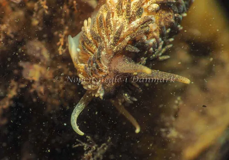 Aeolidia papillosa - Lyngsbo Strand - Foto: Jens Egon Jørgensen
