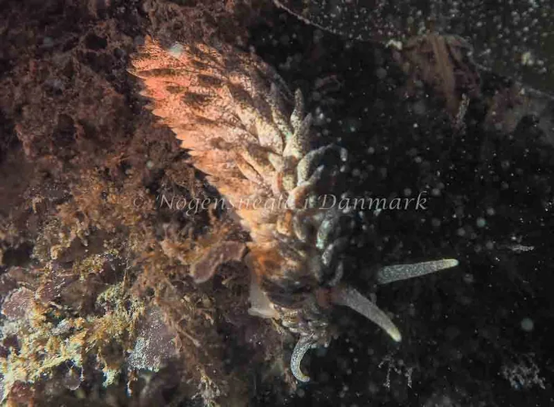 Aeolidia papillosa - Lyngsbo Strand - Foto: Jens Egon Jørgensen