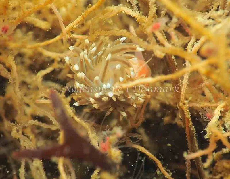 Facelina bostoniensis - Lyngsbo Strand - Foto: Jens Egon Jørgensen