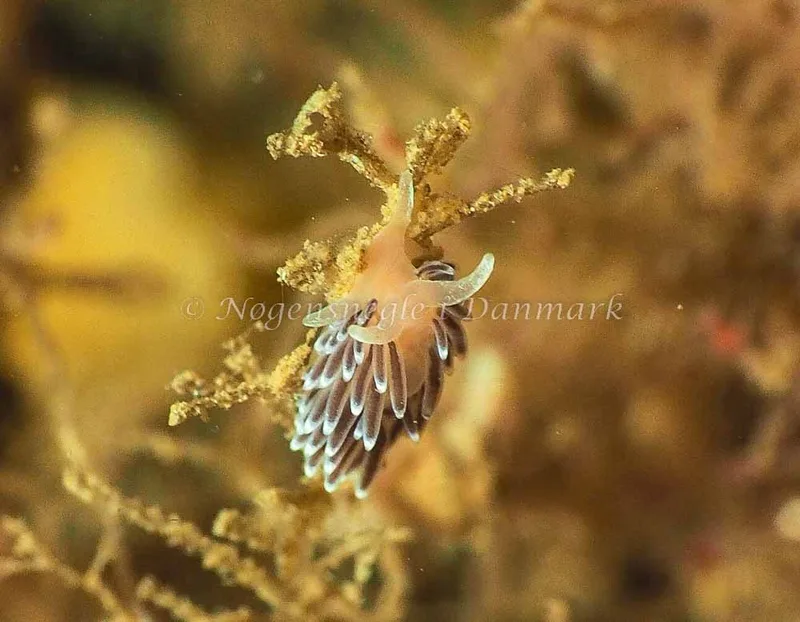 Cuthonella concinna - Lyngsbo Strand - Foto: Jens Egon Jørgensen