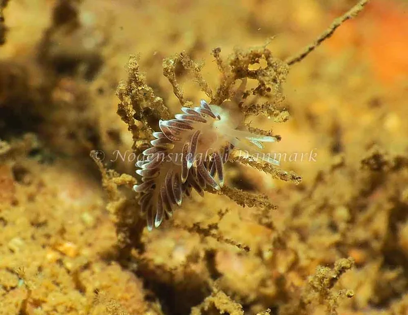 Cuthonella concinna - Lyngsbo Strand - Foto: Jens Egon Jørgensen