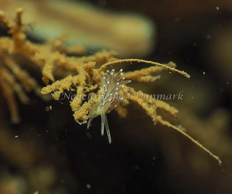 Cuthonella concinna - Lyngsbo Strand - Foto: Jens Egon Jørgensen