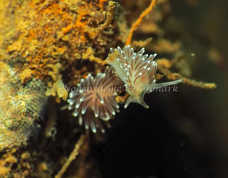 Cuthonella concinna - Lyngsbo Strand - Foto: Jens Egon Jørgensen