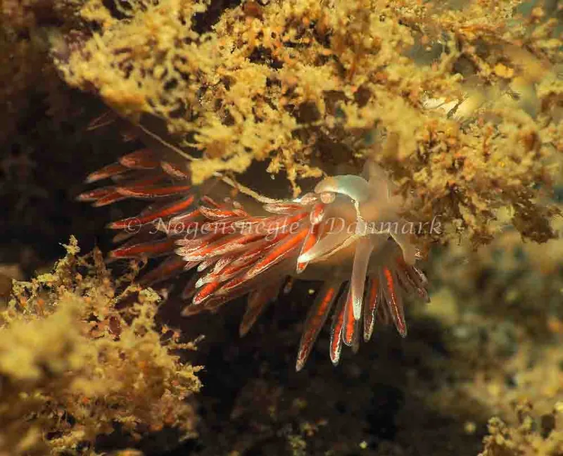 Coryphella monicae - Lyngsbo Strand - Foto: Jens Egon Jørgensen
