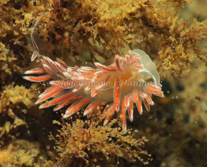 Coryphella monicae - Lyngsbo Strand - Foto: Jens Egon Jørgensen