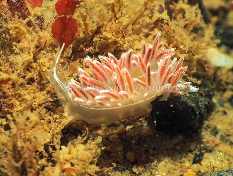 Coryphella monicae - Lyngsbo Strand - Foto: Jens Egon Jørgensen