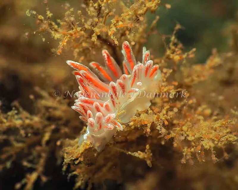 Coryphella monicae - Lyngsbo Strand - Foto: Jens Egon Jørgensen