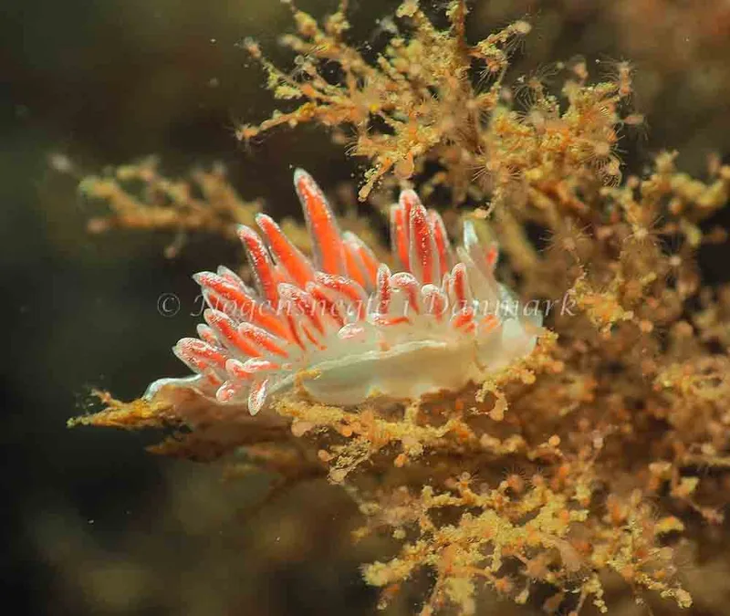 Coryphella monicae - Lyngsbo Strand - Foto: Jens Egon Jørgensen