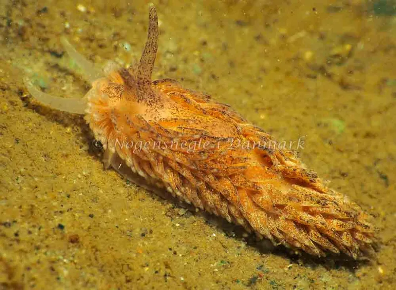 Aeolidia papillosa - Lyngsbo Strand - Foto: Jens Egon Jørgensen