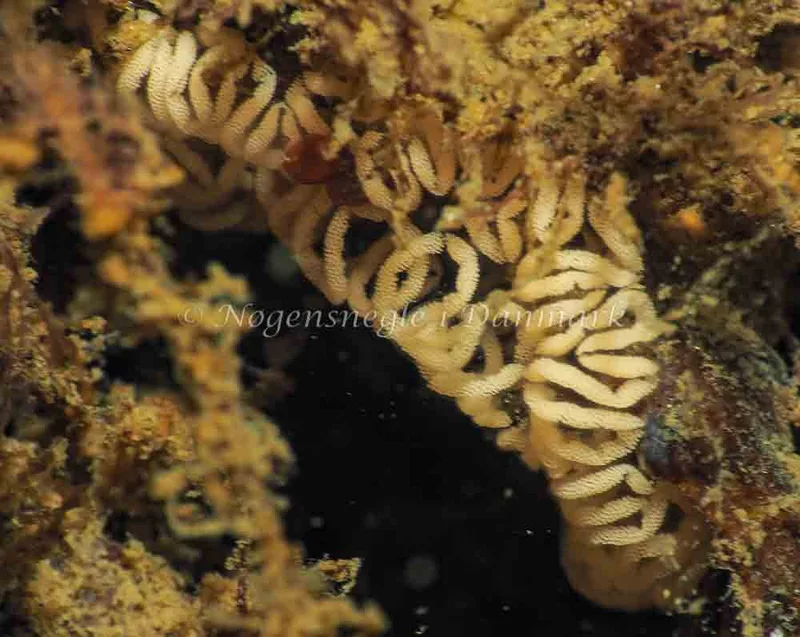 Æg fra Aeolidia papillosa - Lyngsbo Strand - Foto: Jens Egon Jørgensen
