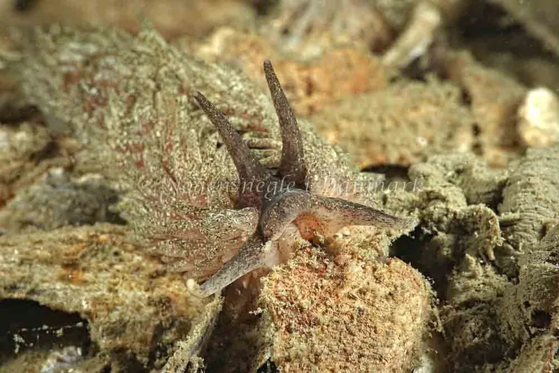Aeolidia papillosa - Hindsgavl Bro - Foto: Klaus Kevin Kristensen