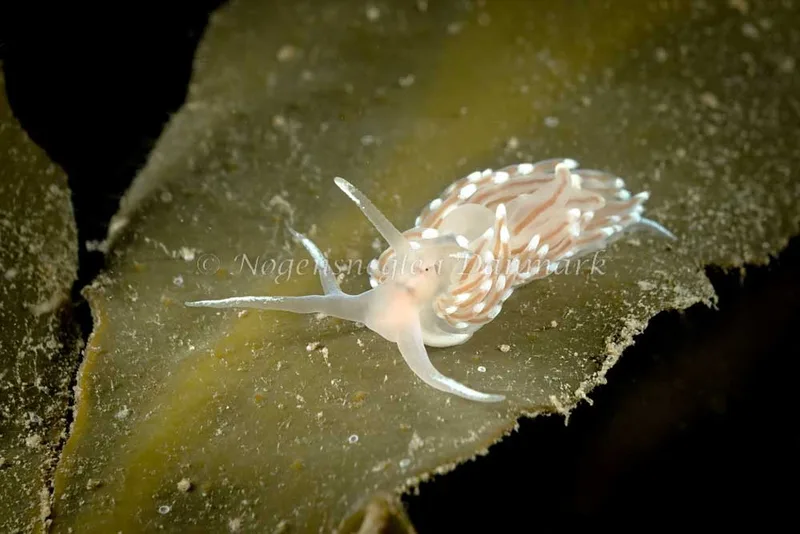 Facelina bostoniensis - Strib Bådehavn - Foto: Klaus Kevin Kristensen