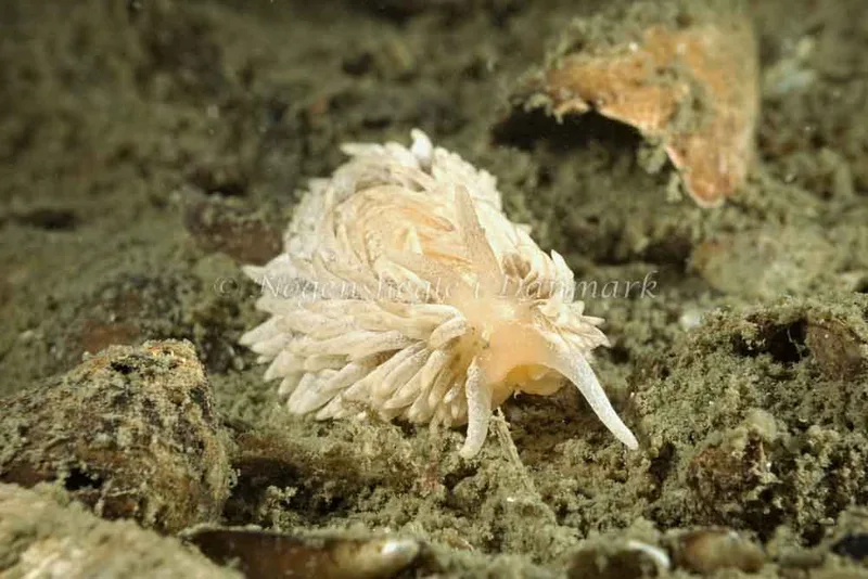 Aeolidia papillosa - Hindsgavl Bro - Foto: Klaus Kevin Kristensen
