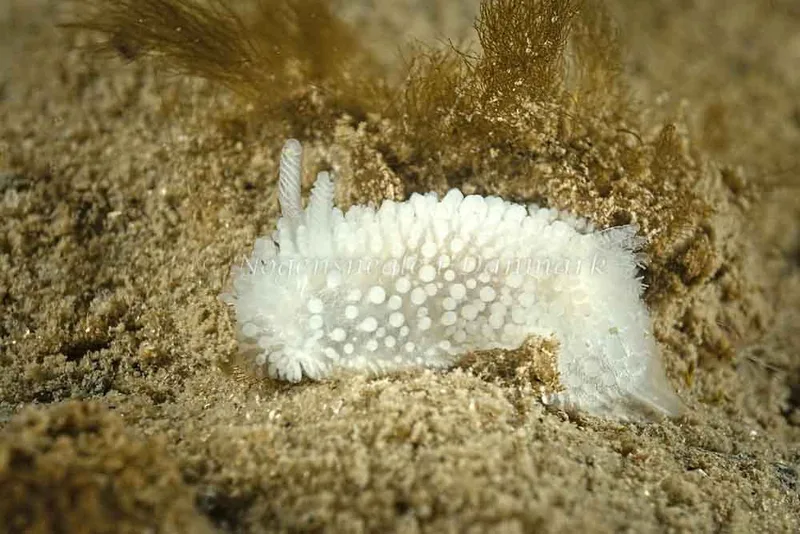 Onchidoris muricata - Hindsgavl Bro - Foto: Klaus Kevin Kristensen