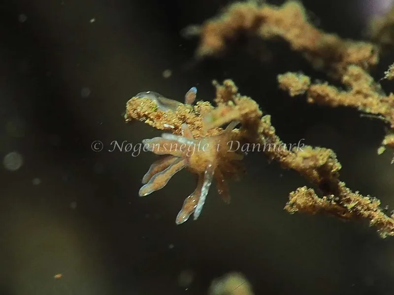 Eubranchus rupium - Kollund Lillestrand - Foto: Jens Egon Jørgensen