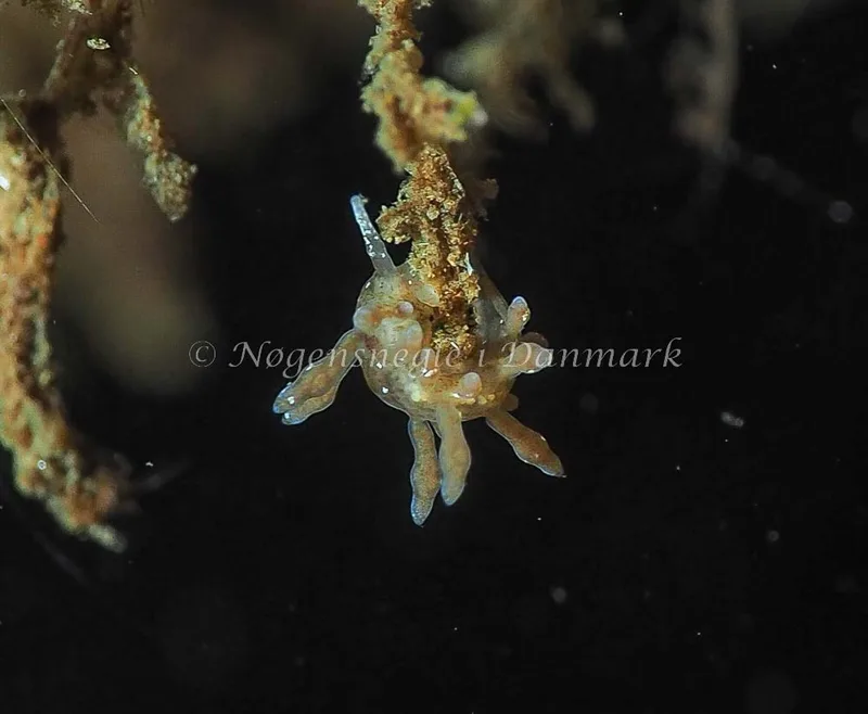 Eubranchus rupium - Kollund Lillestrand - Foto: Jens Egon Jørgensen