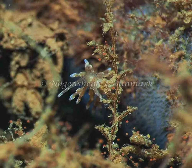 Eubranchus rupium - Kollund Lillestrand - Foto: Jens Egon Jørgensen