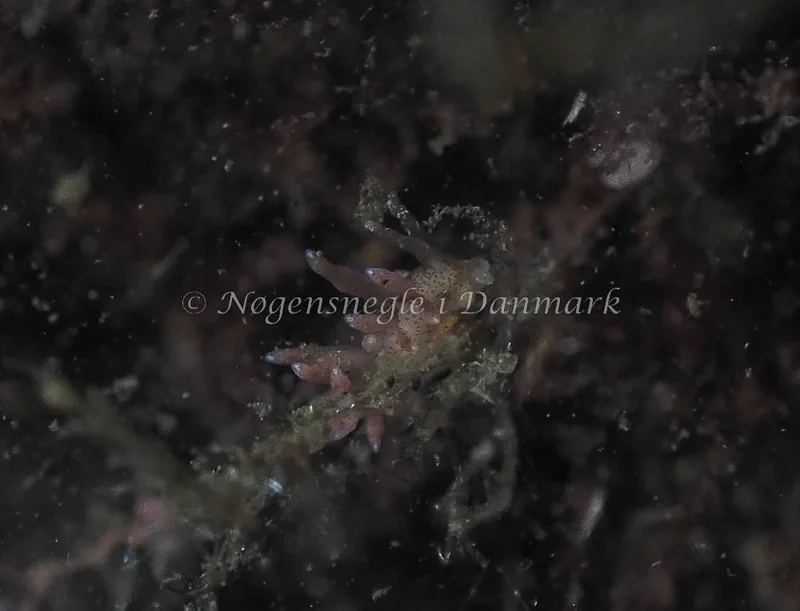 Eubranchus rupium - Kollund Lillestrand - Foto: Jens Egon Jørgensen