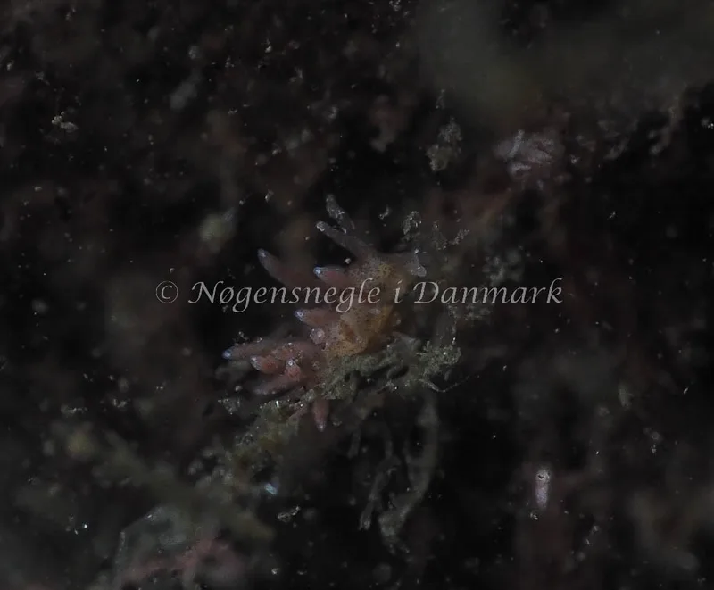 Eubranchus rupium - Kollund Lillestrand - Foto: Jens Egon Jørgensen