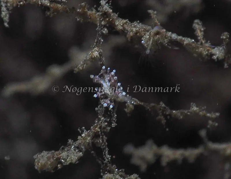 Eubranchus scintillans - Kollund Lillestrand - Foto: Jens Egon Jørgensen