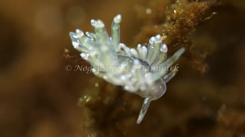 Amphorina viriola - Stengade Strand - Foto: Martin Allen