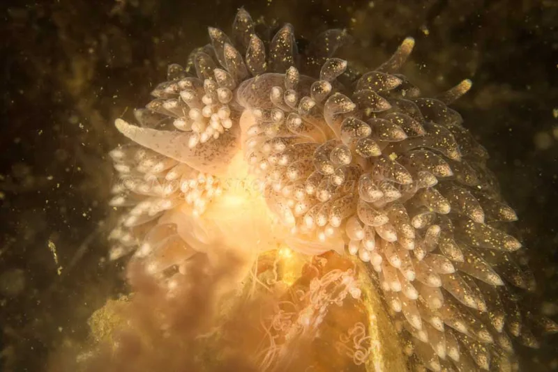 Aeolidia papillosa - Strib Bådehavn - Foto: Poul Erik Rasmussen