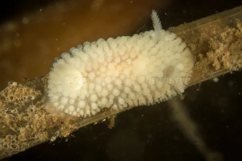 Onchidoris muricata - Strib Bådehavn - Foto: Poul Erik Rasmussen