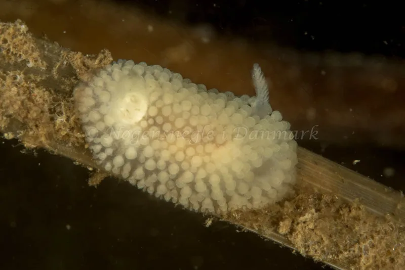 Onchidoris muricata - Strib Bådehavn - Foto: Poul Erik Rasmussen
