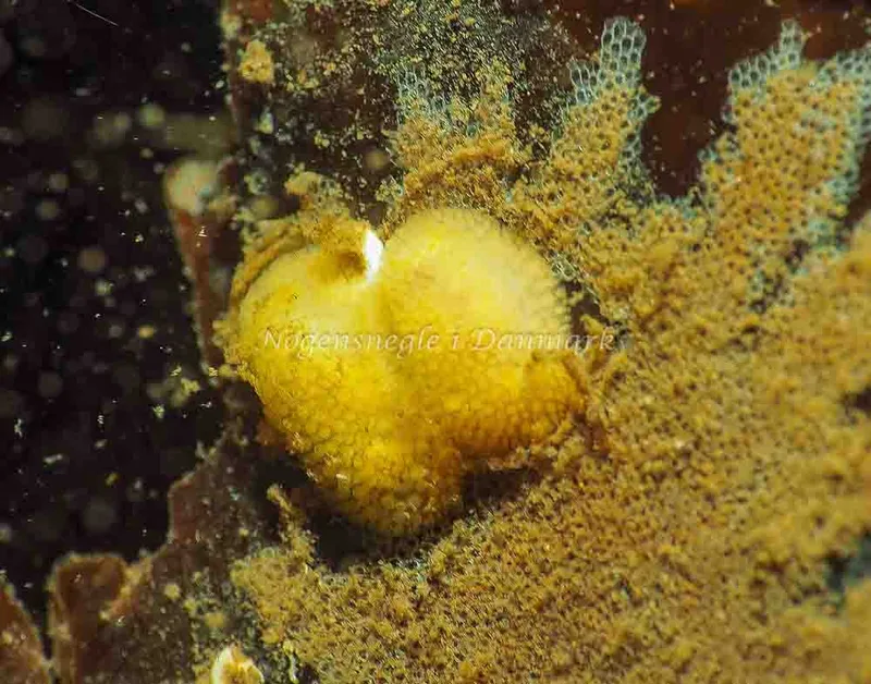 Onchidoris muricata - Lyngsbo Strand - Foto: Jens Egon Jørgensen