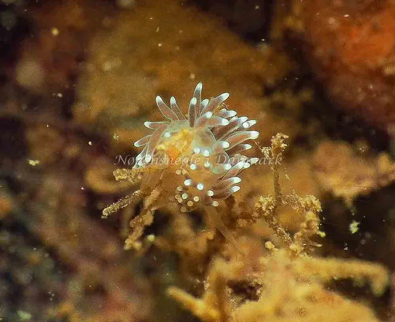 Cuthonella concinna - Lyngsbo Strand - Foto: Jens Egon Jørgensen