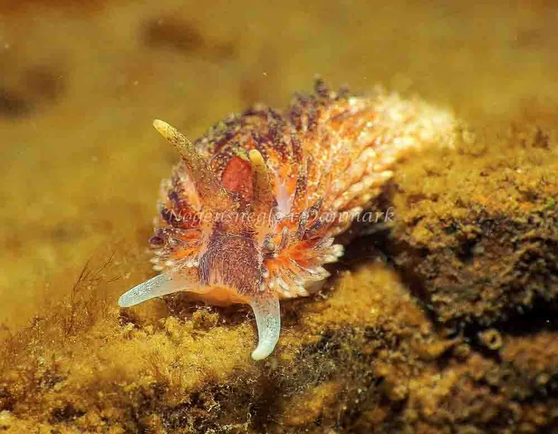 Aeolidia papillosa - Lyngsbo Strand - Foto: Jens Egon Jørgensen